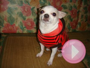 按這裡播放 [我的愛犬-Honey]